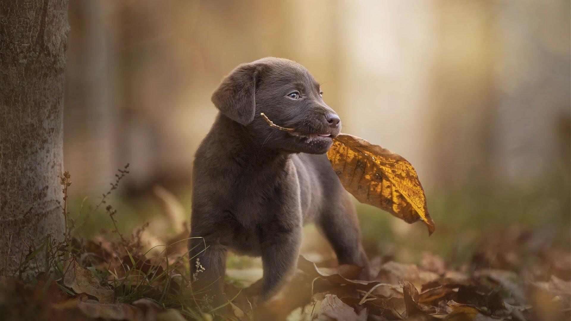 KAIYUNAPP-CS2 战队战术多样化发展，cs站队